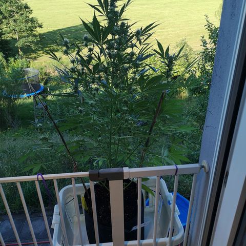 Cherry Pie Auto  growlog photo: Mal sehen, ob sich die Idee als gut heraus stellt 🙈