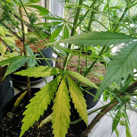 Cherry Pie Auto  growlog photo: Sie wird schön von unten nach oben gelb - genau so soll es sein 😎