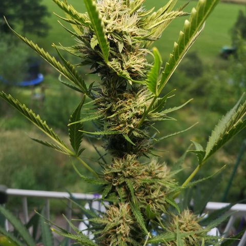 Cherry Pie Auto  growlog photo: Nice 🤩
Hoffentlich läuft alles weiterhin gut 😊