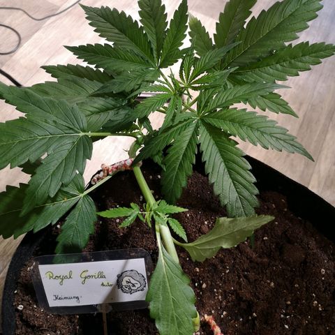 Royal Gorilla Auto growlog timeline photo
