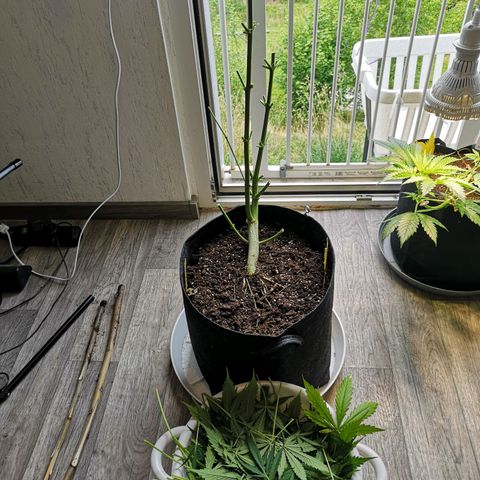 Cherry Pie Auto  growlog timeline photo