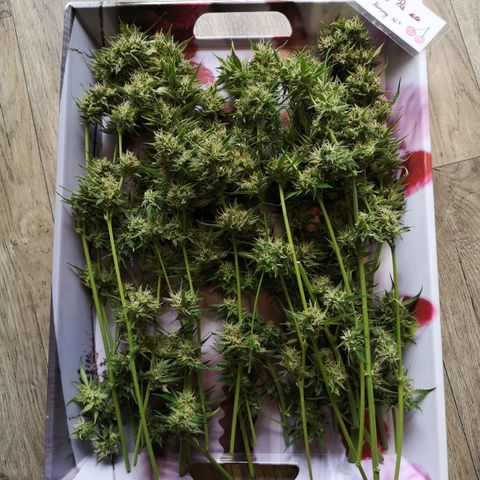 Cherry Pie Auto  growlog timeline photo