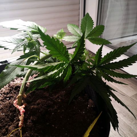 Royal Gorilla Auto growlog photo: Ein wenig LST