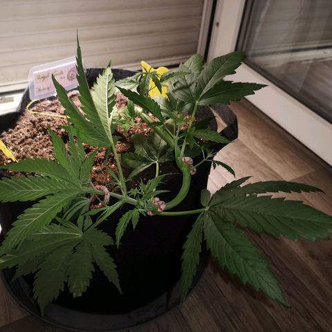Royal Gorilla Auto growlog photo: Ein wenig LST