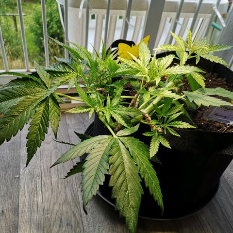 Royal Gorilla Auto growlog timeline photo