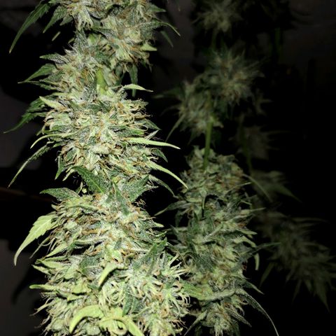 Cherry Pie Auto  growlog timeline photo