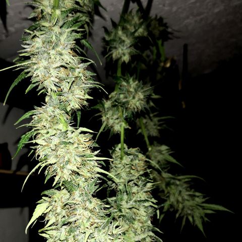 Cherry Pie Auto  growlog timeline photo