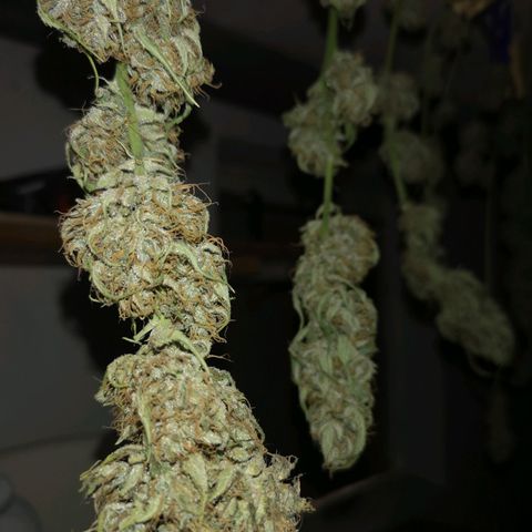 Cherry Pie Auto  growlog photo: Der Geruch hat sich irgendwie verändert - geht iWie in Richtung frischem Grünschnitt - vermute, der Chlorophyll-Abbau hat angefangen 