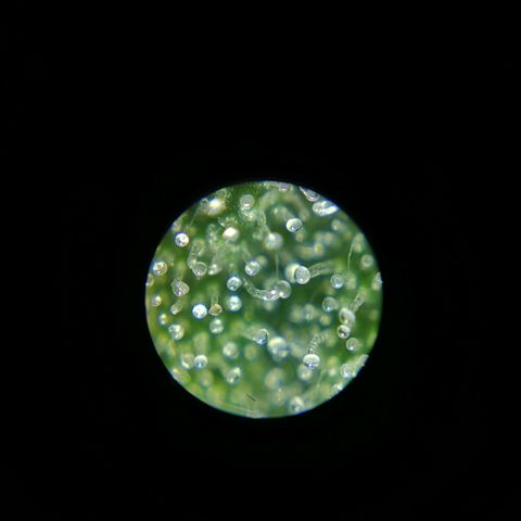 Cherry Pie Auto  growlog photo: Der Abend vor der Ernte