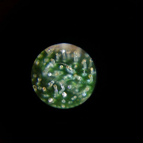 Cherry Pie Auto  growlog photo: Der Abend vor der Ernte