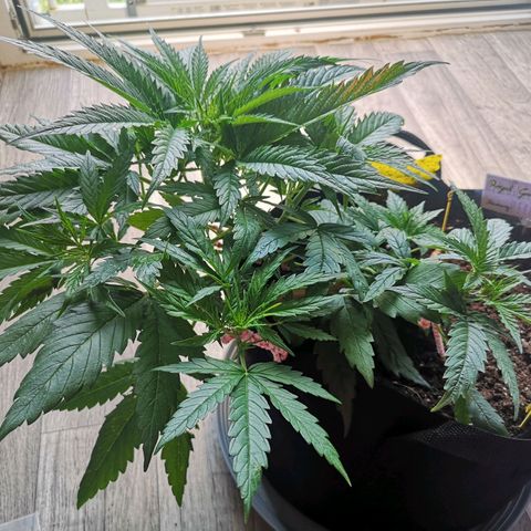 Royal Gorilla Auto growlog photo: Vor LST und Entlaubung/Lollipopping