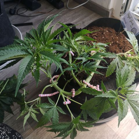 Royal Gorilla Auto growlog photo: Nach dem Training