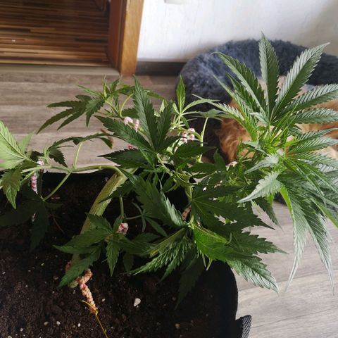 Royal Gorilla Auto growlog photo: Nach dem Training
