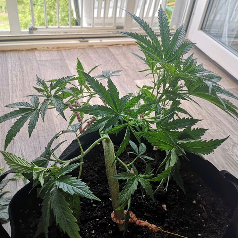 Royal Gorilla Auto growlog photo: Nach dem Training