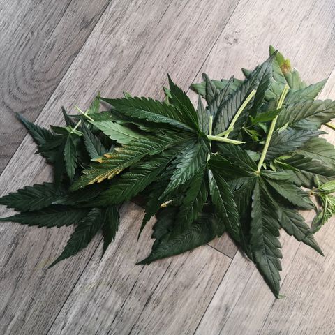 Royal Gorilla Auto growlog photo: Tschüß liebes Laub