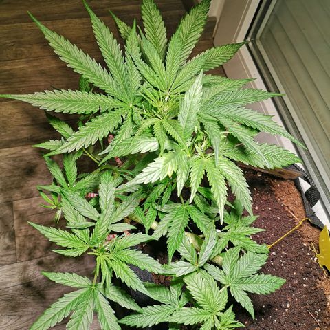 Royal Gorilla Auto growlog photo: Jetzt, gegen Abend, sieht sie schon wieder schick aus 😊