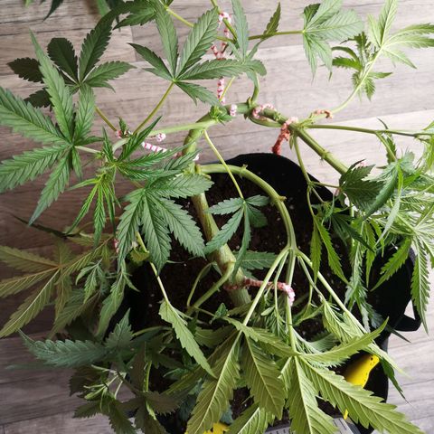 Royal Gorilla Auto growlog photo: Nochmal trainiert..... So langsam seh ich die Struktur, wo's hin gehen könnte 😅