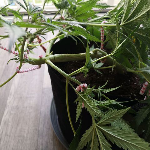 Royal Gorilla Auto growlog photo: Nochmal trainiert..... So langsam seh ich die Struktur, wo's hin gehen könnte 😅