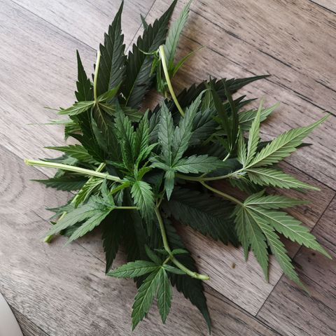 Royal Gorilla Auto growlog photo: Nochmal trainiert..... So langsam seh ich die Struktur, wo's hin gehen könnte 😅