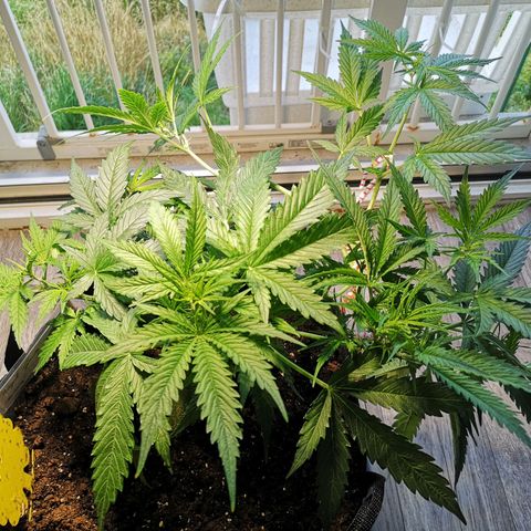Royal Gorilla Auto growlog photo: Schon wieder alles schick 