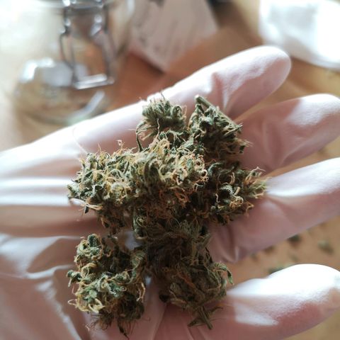 Cherry Pie Auto  growlog timeline photo