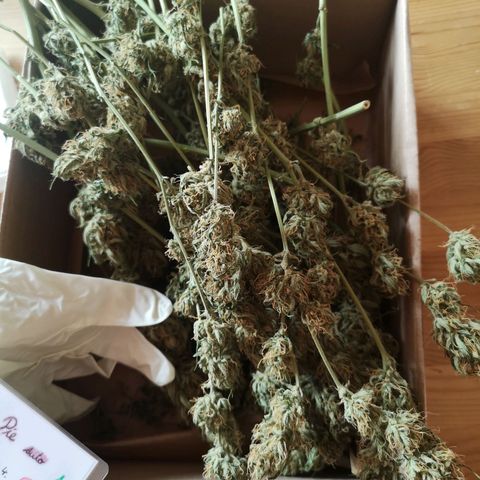 Cherry Pie Auto  growlog timeline photo