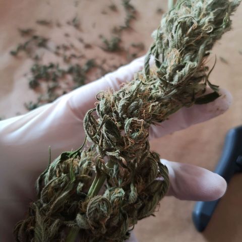 Cherry Pie Auto  growlog timeline photo