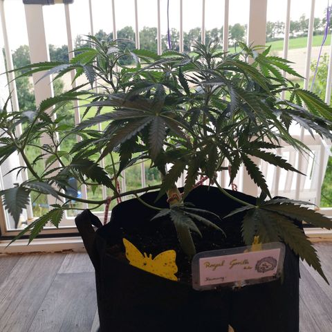 Royal Gorilla Auto growlog timeline photo
