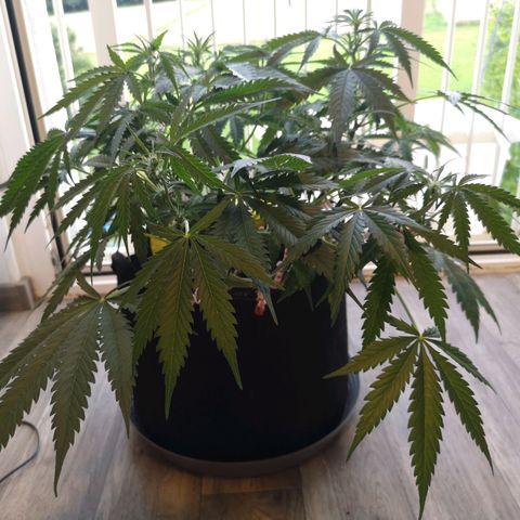 Royal Gorilla Auto growlog timeline photo
