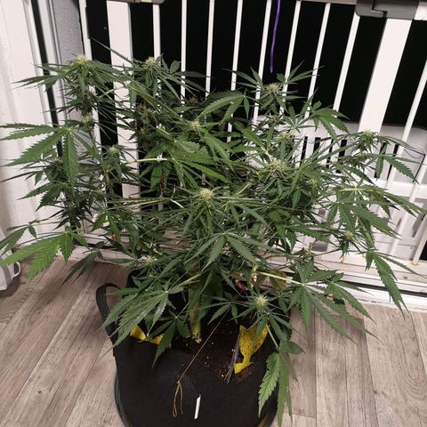 Royal Gorilla Auto growlog timeline photo
