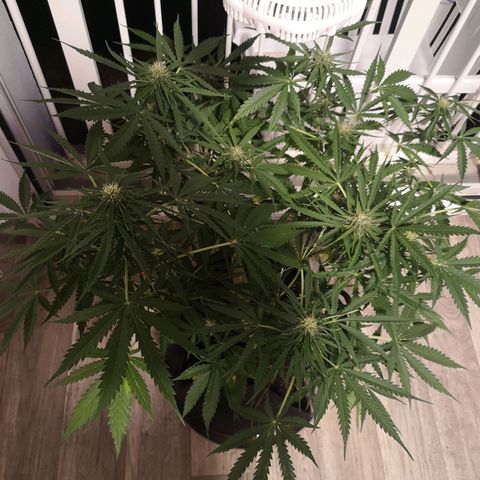 Royal Gorilla Auto growlog timeline photo