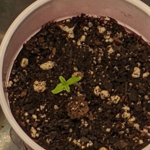 Fucking Incredible  growlog timeline photo