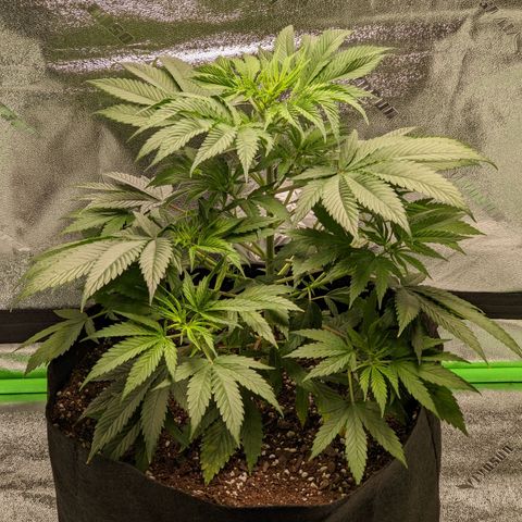 Fucking Incredible  growlog photo: First Grow made a couple of mistakes that's why the grow  taking longer than it should have