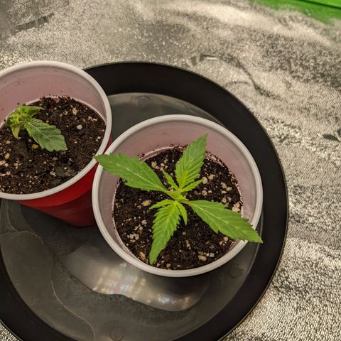 Fucking Incredible  growlog photo: First Grow made a couple of mistakes that's why the grow  taking longer than it should have
