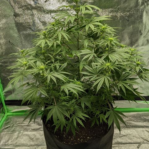 Fucking Incredible  growlog photo: First Grow made a couple of mistakes that's why the grow  taking longer than it should have