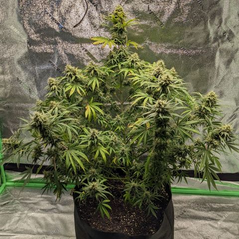 Fucking Incredible  growlog photo: First Grow made a couple of mistakes that's why the grow  taking longer than it should have