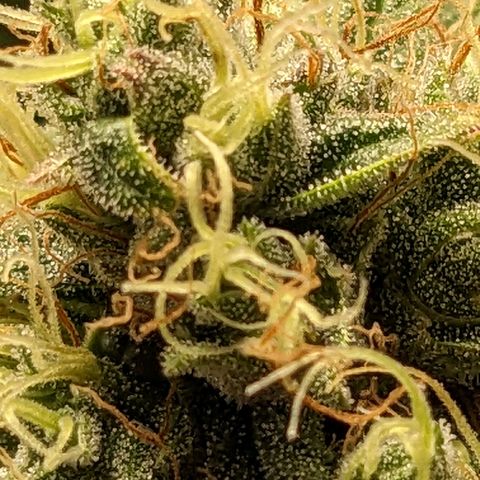Fucking Incredible  growlog photo: First Grow made a couple of mistakes that's why the grow  taking longer than it should have