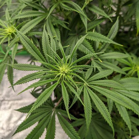 Fucking Incredible  growlog photo: First Grow made a couple of mistakes that's why the grow  taking longer than it should have