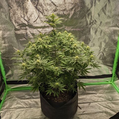 Fucking Incredible  growlog photo: First Grow made a couple of mistakes that's why the grow  taking longer than it should have
