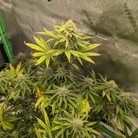 Fucking Incredible  growlog photo: First Grow made a couple of mistakes that's why the grow  taking longer than it should have