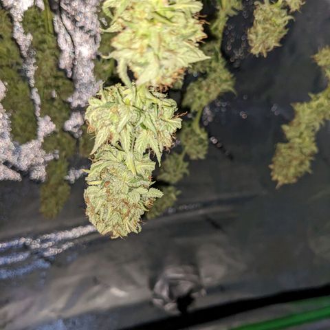 Fucking Incredible  growlog photo: Wet Trimmed 
Didn't have gd lighting so wasn't the best trim job