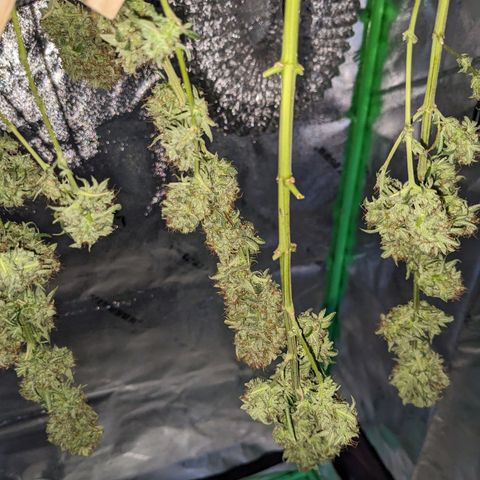 Fucking Incredible  growlog photo: Wet Trimmed 
Didn't have gd lighting so wasn't the best trim job