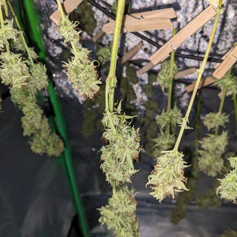 Fucking Incredible  growlog photo: Wet Trimmed 
Didn't have gd lighting so wasn't the best trim job