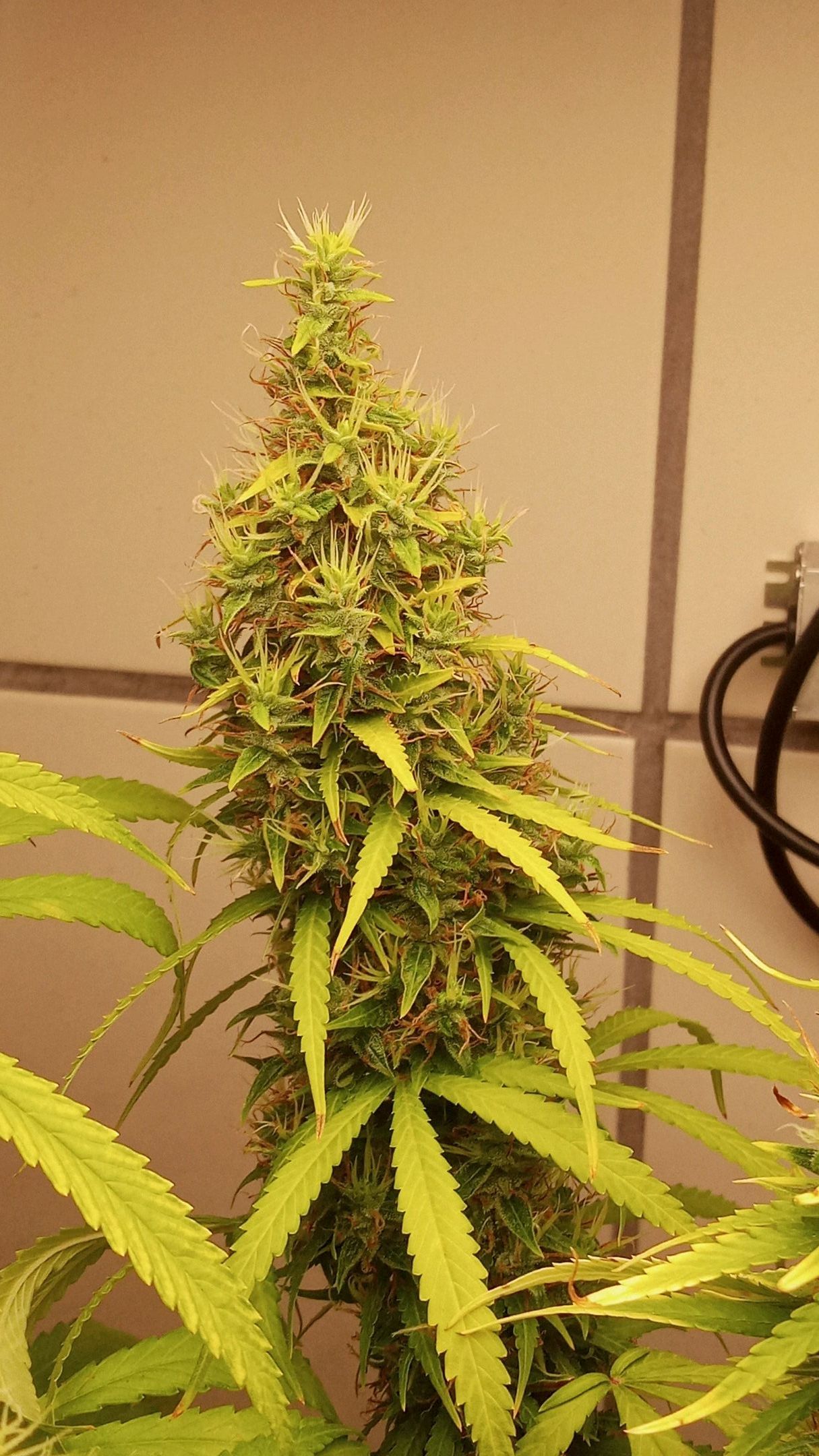 Colombia Gold growlog header