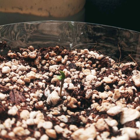 Colombia Gold growlog photo