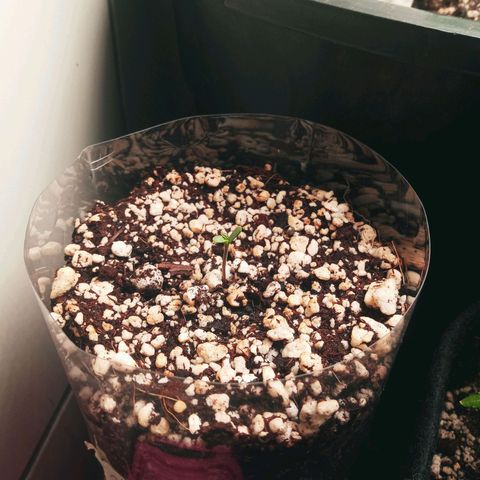 Colombia Gold growlog photo