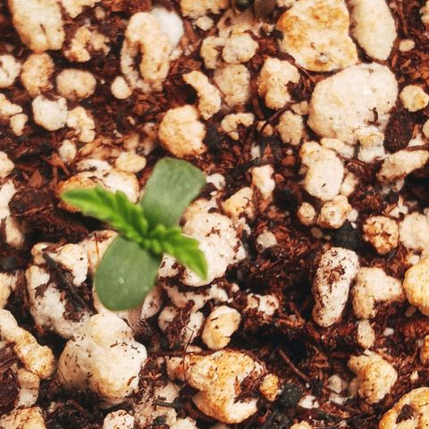Colombia Gold growlog photo