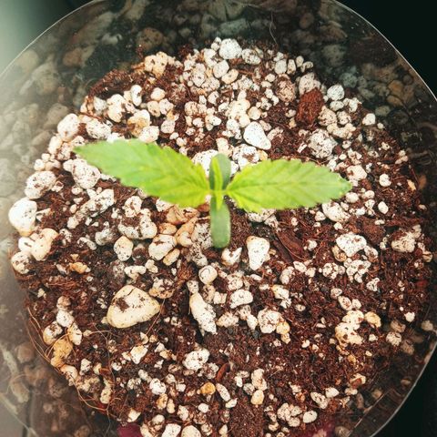 Colombia Gold growlog photo