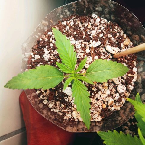 Colombia Gold growlog timeline photo