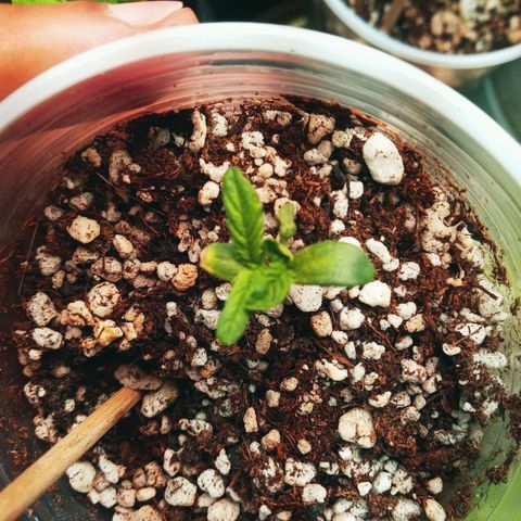 Colombia Gold growlog photo